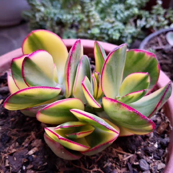 落日之雁, 三色花月錦 Crassula obliqua tricolor jade：圖片 2