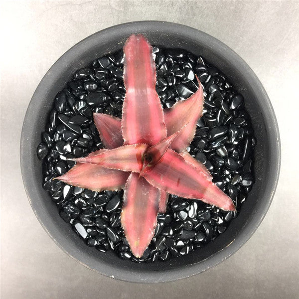 姬鳳梨屬 “紅絲帶” Bromeliad (Cryptanthus bivittatus 'Red Ribbons'):圖片 2