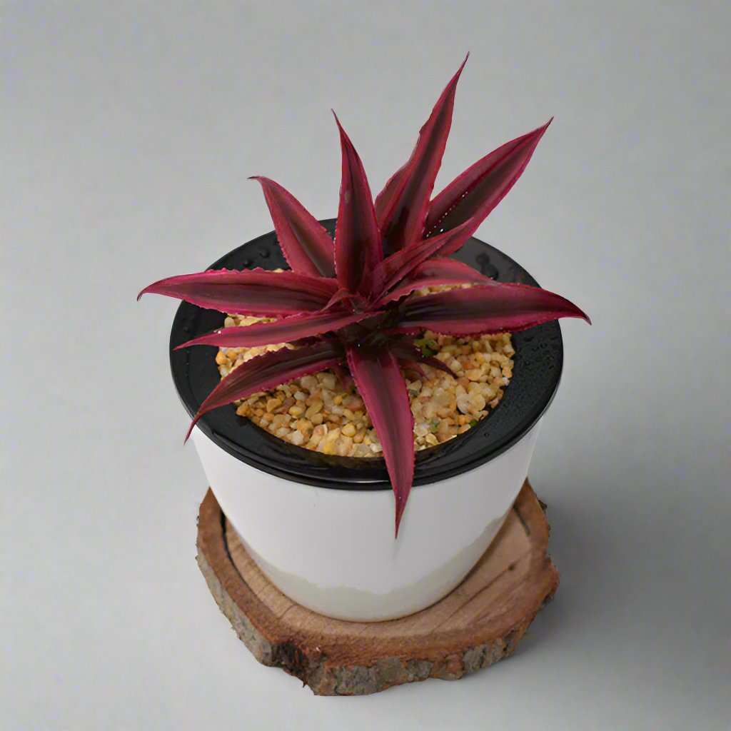 姬鳳梨屬 “紅絲帶” Bromeliad (Cryptanthus bivittatus 'Red Ribbons')