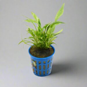 露森椒草