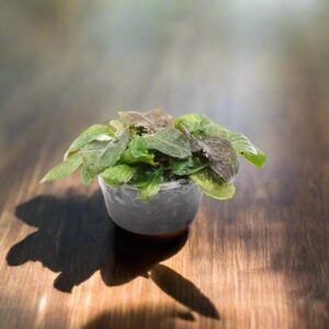 思維椒草