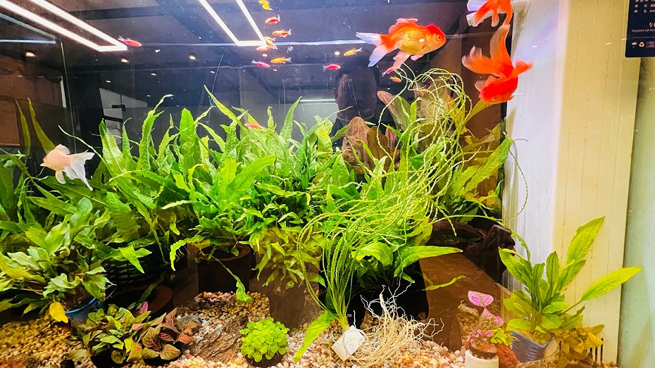 龍鞭草