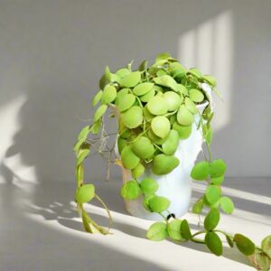 青蛙藤 Kangaroo Pocket (Dischidia vidalii)