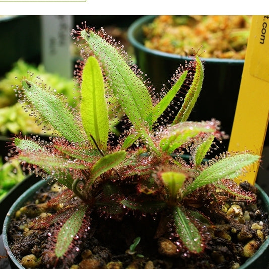 阿帝露毛氈苔茅膏菜 Drosera adelae:圖片 3