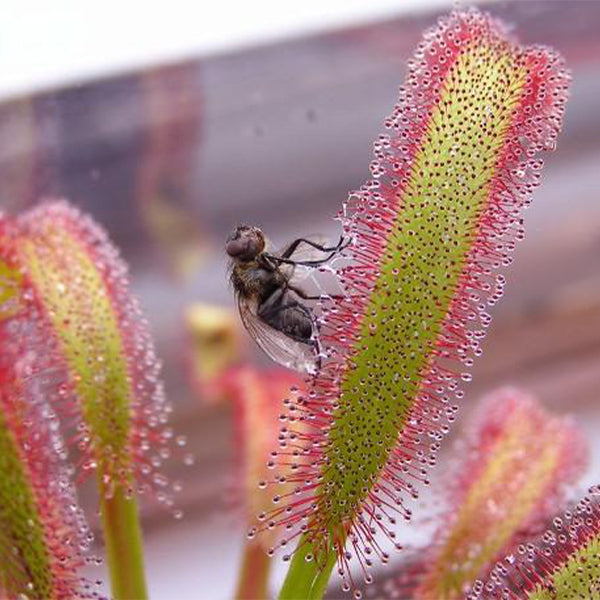 好望角毛氈苔茅膏菜 Drosera capensis (Cape sundew)：圖片 2