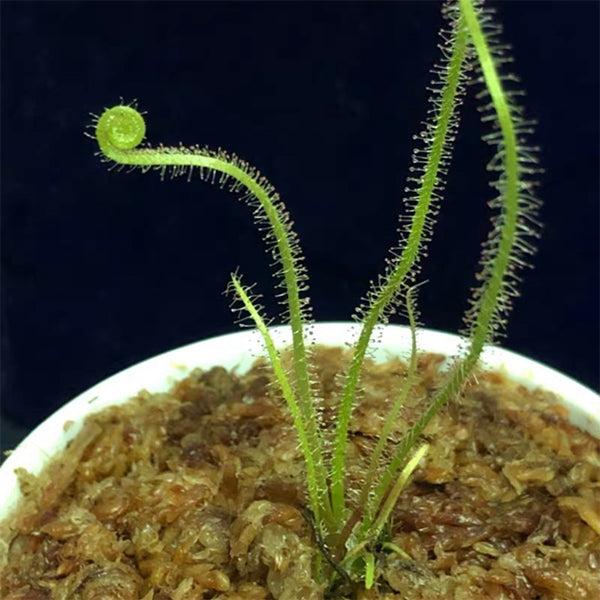絲葉毛氈苔茅膏菜 Drosera filiformis var.tracyi
