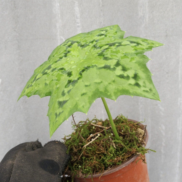 雲南八角蓮 Dysosma aurantiocaulis