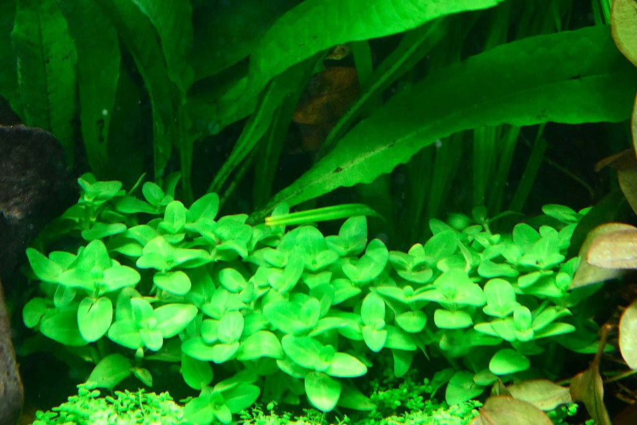 虎耳 (無菌)
