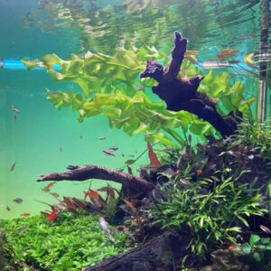 大浪草