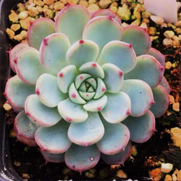 若桃石蓮花 Echeveria blue minima