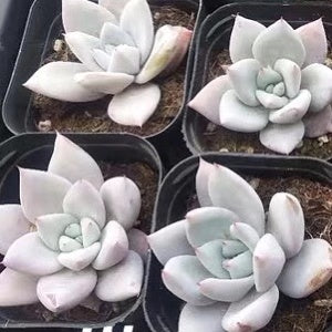 墨西哥巨人石蓮花 Echeveria colorata 'Mexican Giant':圖片 2