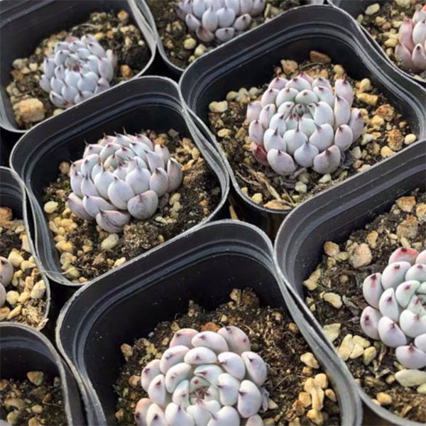 黑爪石蓮花 Echeveria cuspidata var.zaragozae kimnach：圖片 2