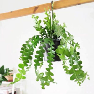 鋸齒曇花/魚骨令箭 Fishbone cactus (Disocactus anguliger)