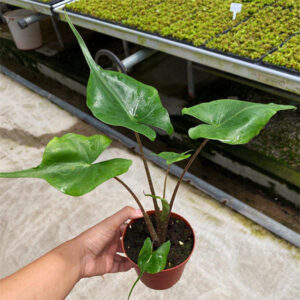 黃貂魚觀音蓮 Elephant Ear 'Stingray' (Alocasia hybrid)