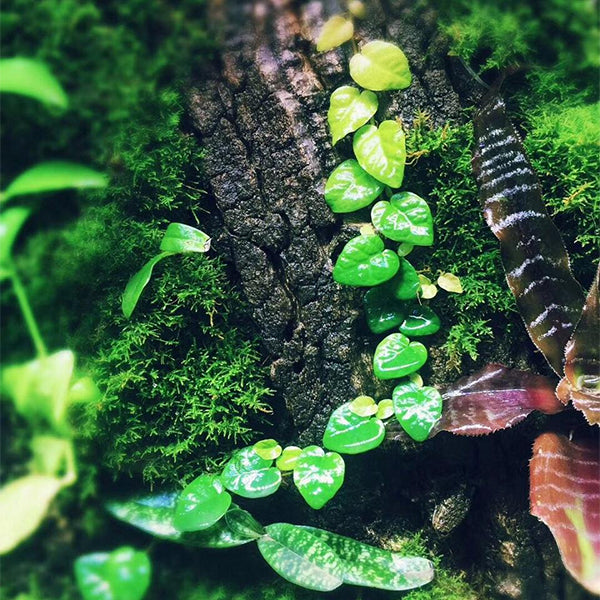 薜荔 Ficus pumila (Creeping Fig):圖片 2