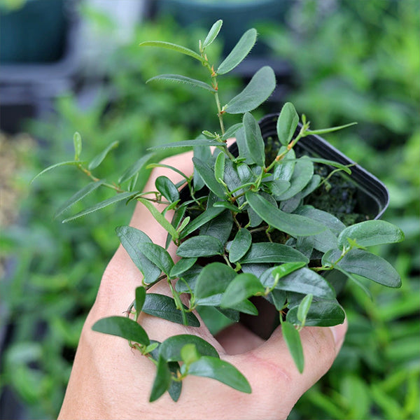 巴拿馬薜荔 Ficus Pumila Narrow leaf