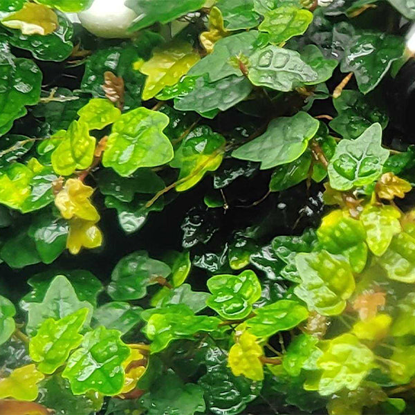 楓葉薜荔, 掌葉辟荔 Ficus pumila var. quercifo:圖片 2