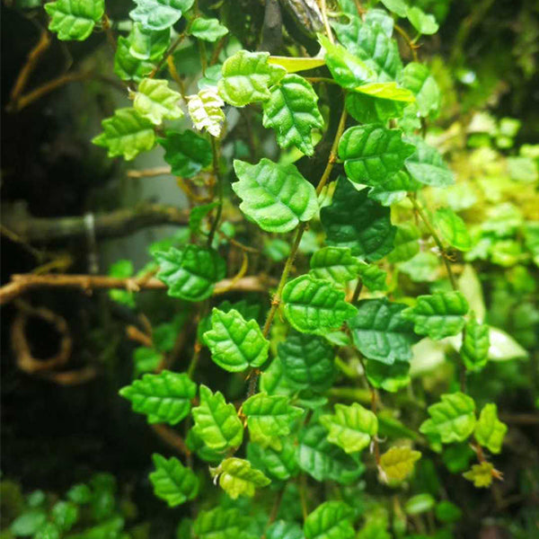 楓葉薜荔, 掌葉辟荔 Ficus pumila var. quercifo:圖片 3