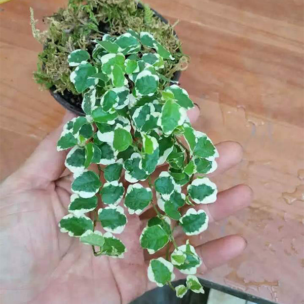 薜荔 Ficus pumila Variegata：圖片 2