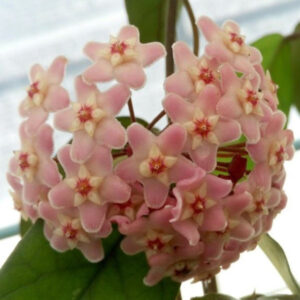 毬蘭 Hoya jianfenglingensis