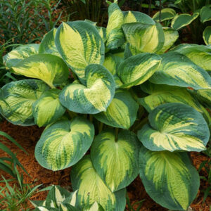玉簪花 Hosta 'Great expectations'