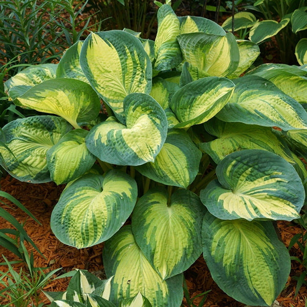 玉簪花 Hosta 'Great expectations'