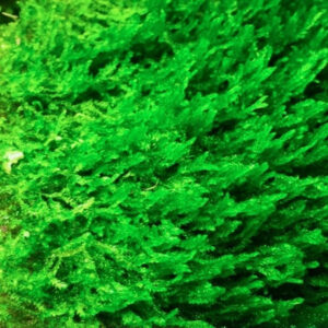 火焰莫斯 Flame Moss (Taxiphyllum sp. 'Flame')