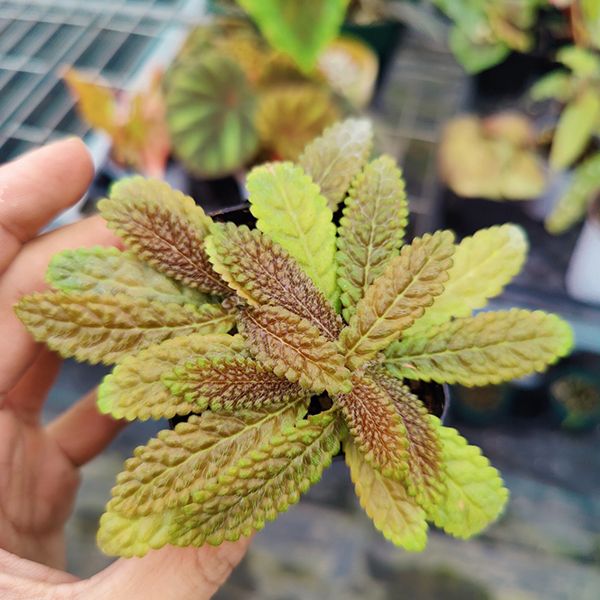 蛛毛苣苔屬 Gesneriaceae "South America" (Paraboea sp.)