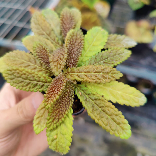 南美苦苣苔 Conandron sp. " South America"：圖片 3