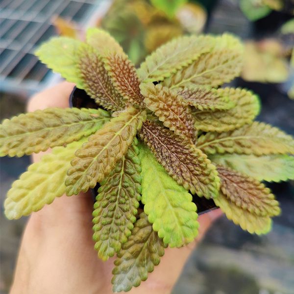 蛛毛苣苔屬 Gesneriaceae "South America" (Paraboea sp.)：圖片 2