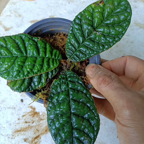 皺葉苦苣苔 Conandron sp. Wrinkled leaf