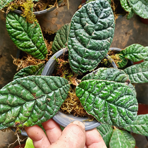 皺葉苦苣苔 Conandron sp. Wrinkled leaf：圖片 2