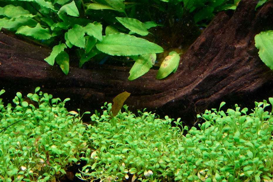 日本矮珍珠Glossostigma elatinoides