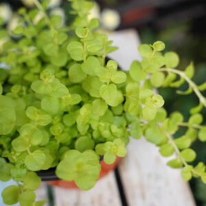 黃金錢草 Golden Creeping Jenny (Lysimachia nummularia 'Aurea')