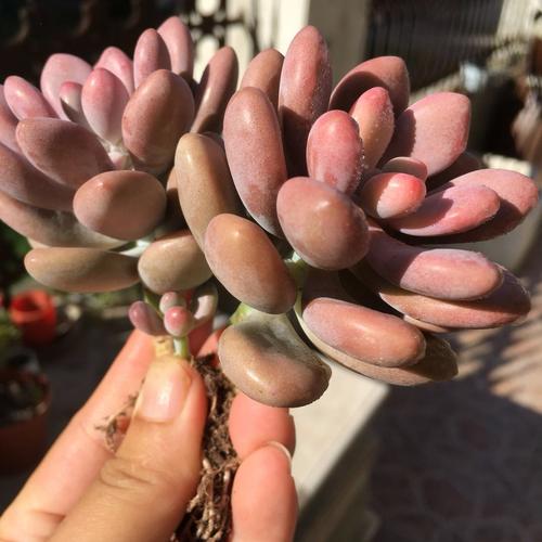 桃之卵 Lavender pebbles (Graptopetalum amethystinum)：圖片 4