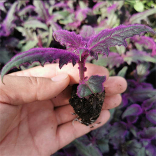 紫鵝絨 Gynura aurantiaca:圖片 3
