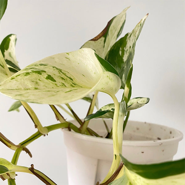 黃金葛 Pothos "Happy Leaf":圖片 2