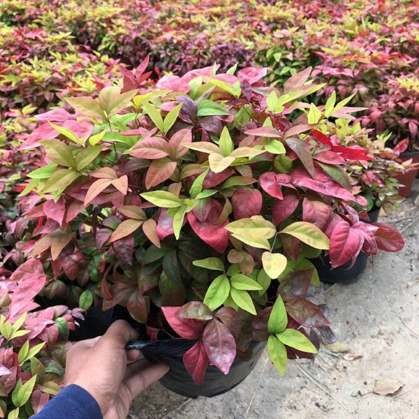火焰南天竹 Heavenly Bamboo (Nandina domestica 'Firepower'):圖片 3