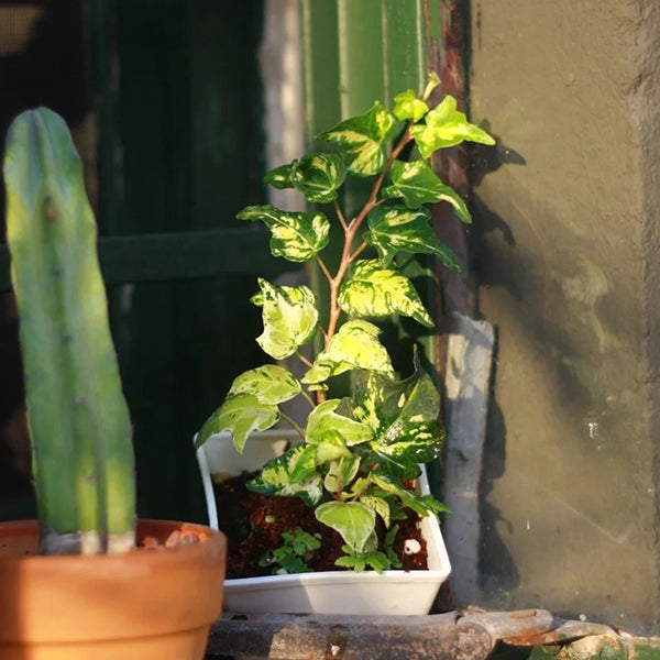 常春藤鍊金術師 Hedera Helix 'Golden Jytte'