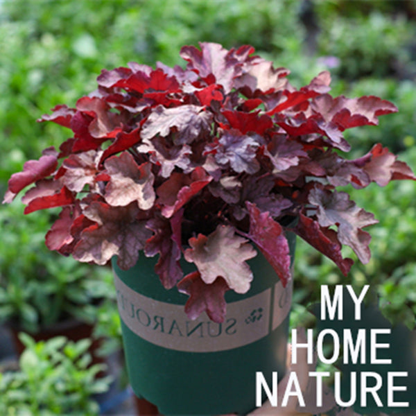 珊瑚鈴鐺 Heuchera Palace：圖片 2