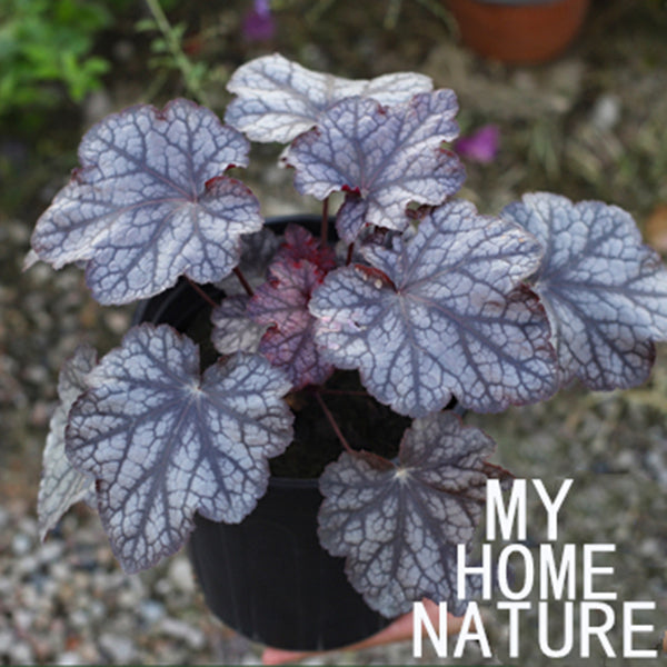 珊瑚鈴鐺 Heuchera Plum Pudding:圖片 3