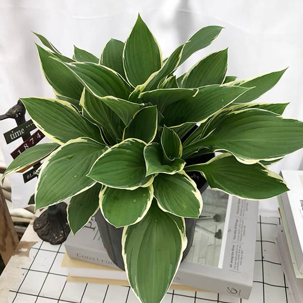 玉簪花 Patriot Hosta：圖片 2