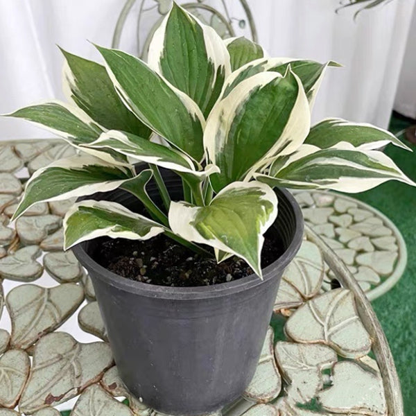 玉簪花 Patriot Hosta：圖片 3