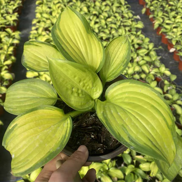 玉簪花 Stained Glass Hosta:圖片 2