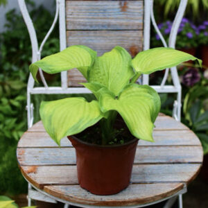 玉簪花 Stained Glass Hosta
