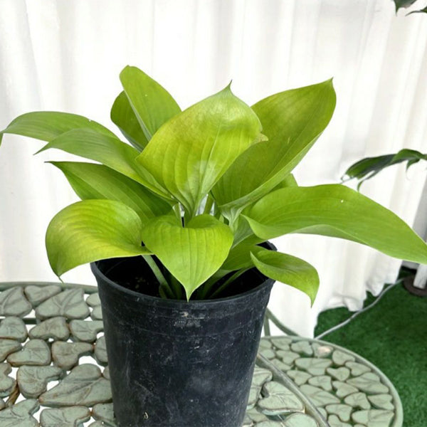 巨無霸玉簪 Sum And Substance Hosta：圖片 2