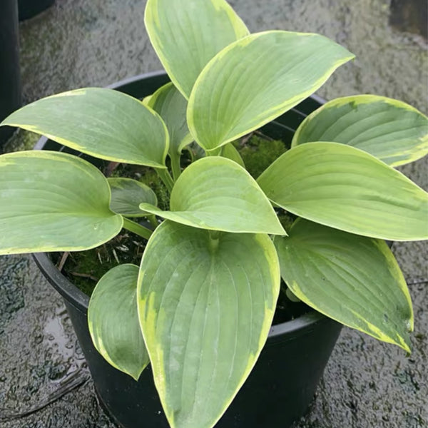 玉簪花 Hosta Temptation：圖片 2