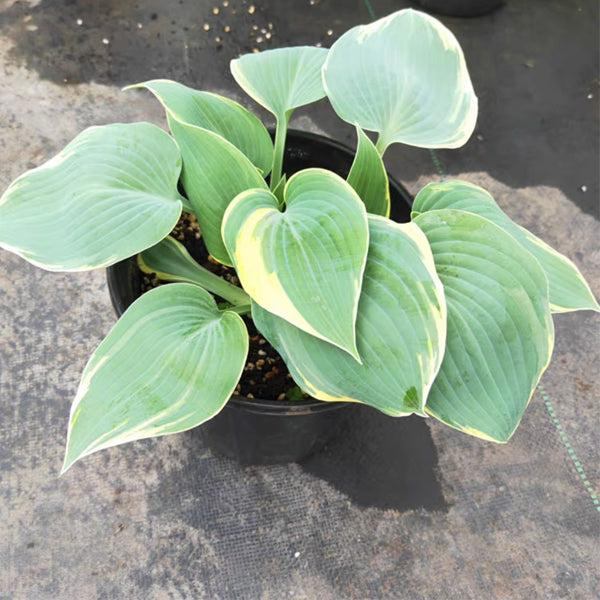 玉簪花 Hosta Temptation：圖片 3