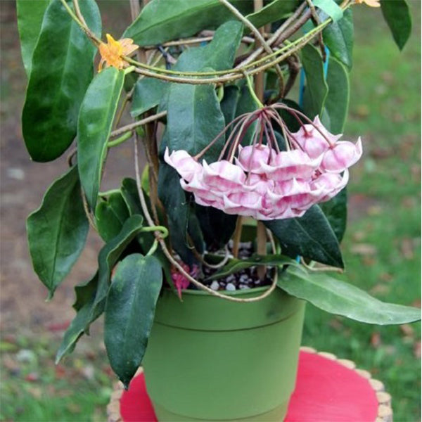 風鈴球蘭 Hoya archboldiana ssp. pink：圖片 3
