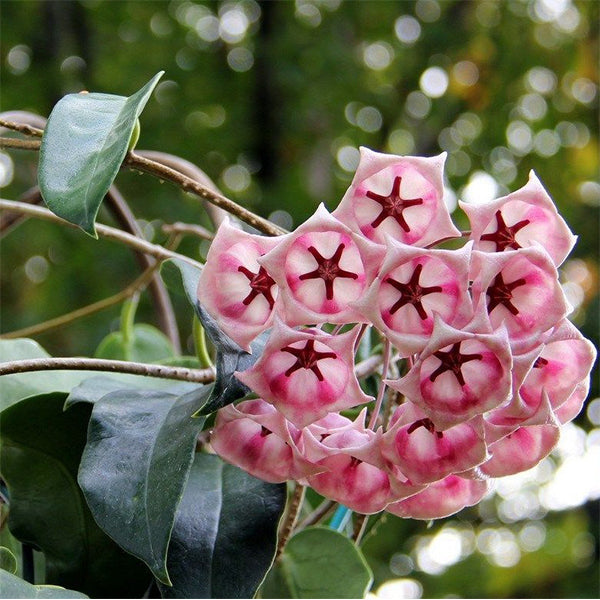 風鈴球蘭 Hoya archboldiana ssp. pink